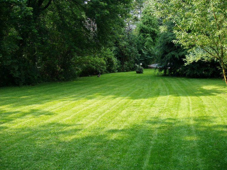 Beautiful-Lawn-768x576
